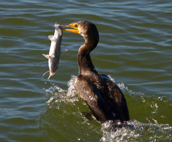 Cormorant Eating Catfish — Stock Photo, Image