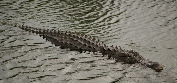 Аллигатор, Флорида — стоковое фото