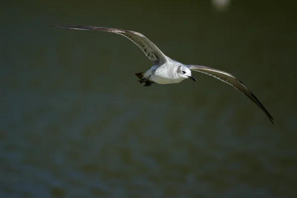 Gaviota sonriente (Leucophaeus atricilla) en vuelo . —  Fotos de Stock