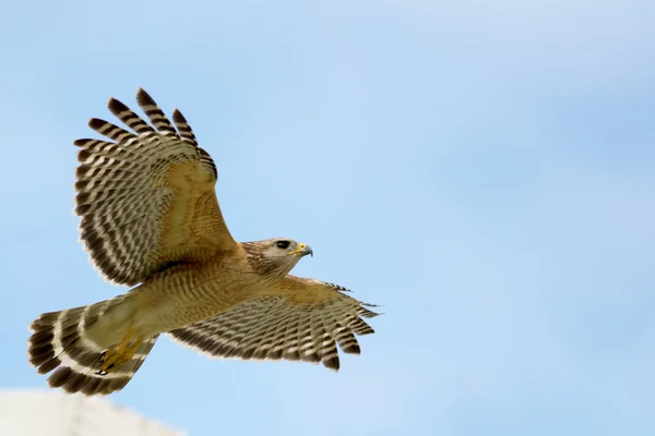 Red-Shouldered Hawk Flying — Stock Photo, Image