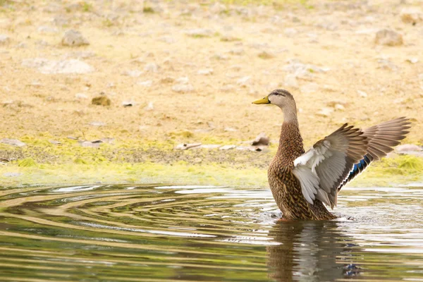 Διαστισμένο Duck (Anas fulvigula) — Φωτογραφία Αρχείου