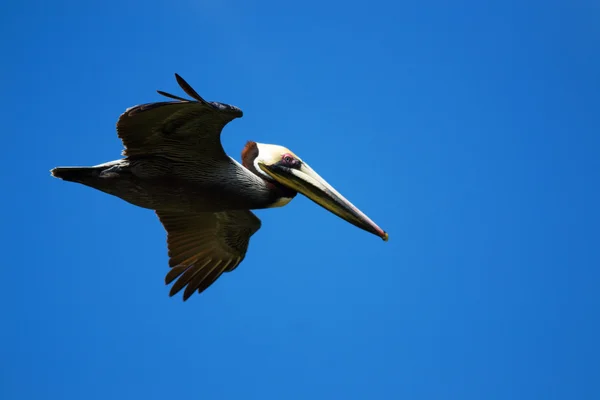 Pelicano em voo (Pelecanus occidentalis ) — Fotografia de Stock