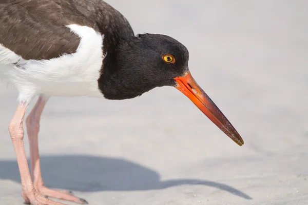 Apanhador americano de ostras (Haematopus palliatus ) — Fotografia de Stock