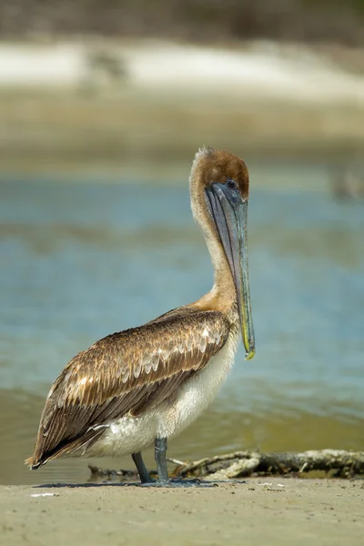 Retrato pelicano marrom — Fotografia de Stock