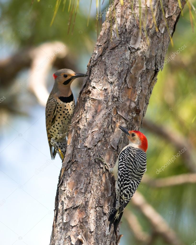 Northern Flicker and Red-Bellied Woodpeckers Stock Photo by