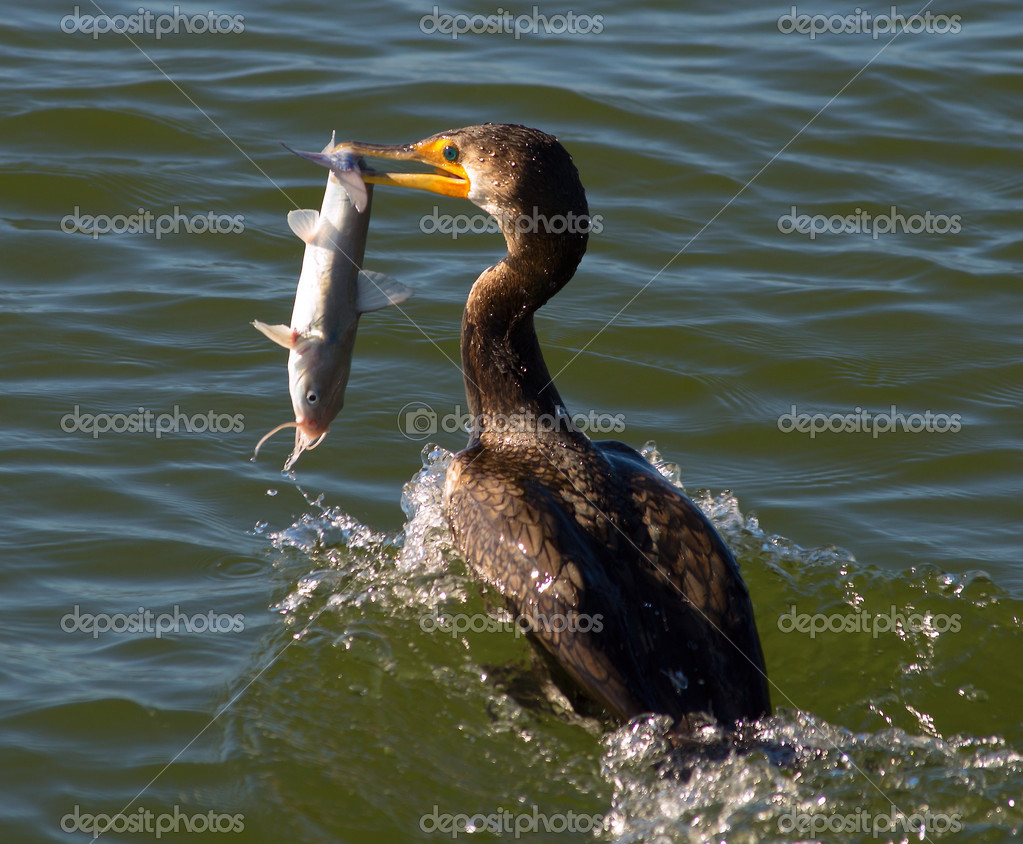 Cormorant Eating Catfish — Stock Photo © spatesphoto 22574649