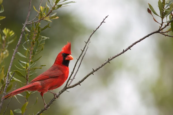 북부 추기경 (Cardinalis Cardinalis) — 스톡 사진