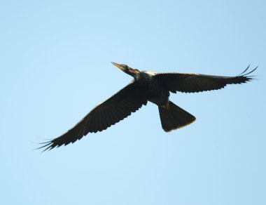 Yılanboyungiller uçan