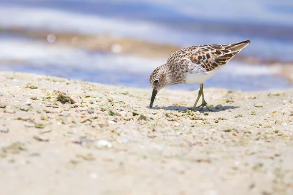 Sandpiper mínimo na praia — Fotografia de Stock