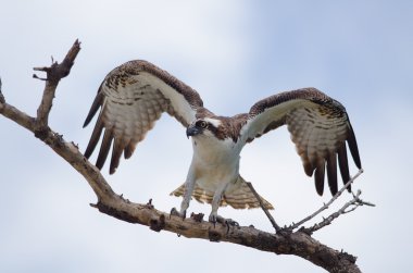 Osprey kanatları yukarı