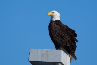 gururlu duruyor özgürlük