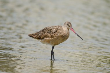Marled Godwit (limoza fedoa)