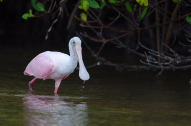 pembe kaşıkçı (platalea ajaja)