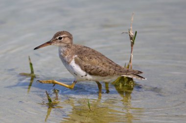 Benekli düdükçün (Actitis macularius)