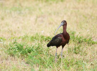 Parlak Ibis (Plegadis falcinellus)