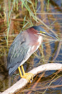Yeşil balıkçıl (butorides virescens)