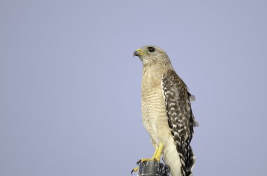 Kırmızı omuzlu Şahin