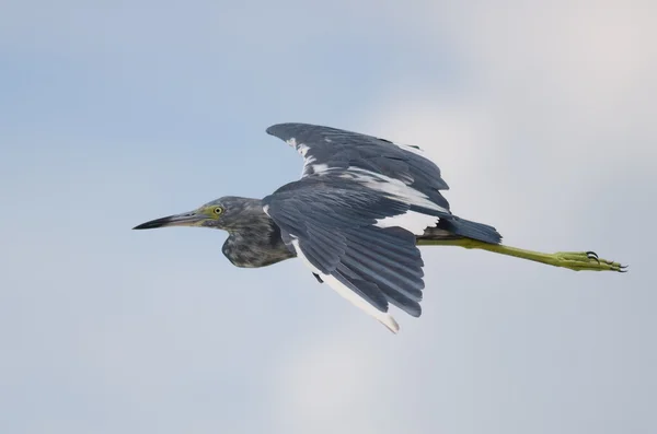 Pequeno garça azul — Fotografia de Stock