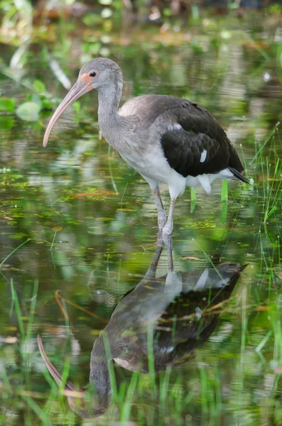 Niedojrzałe biały ibis — Zdjęcie stockowe