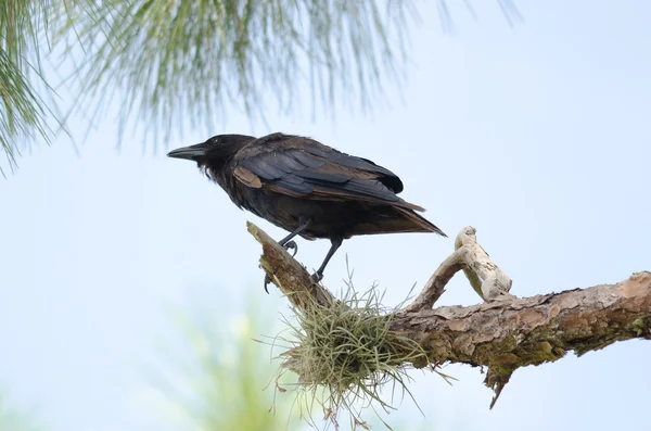 Ψάρια Crow (Corvus ossifragus) — Φωτογραφία Αρχείου