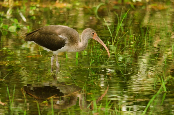 Juvenil branco ibis — Fotografia de Stock