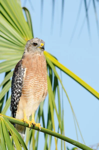 Falcão de ombros vermelhos — Fotografia de Stock