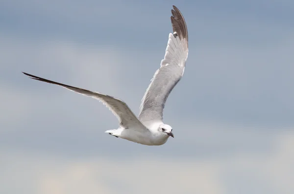 Laughing Gull Flying — Stock Photo, Image