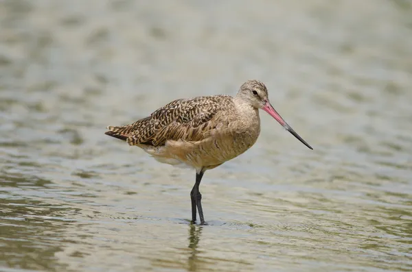 Gemarmerde grutto (limosa fedoa)) — Stockfoto