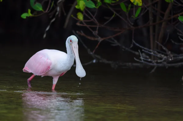 Łyżka różana (platalea ajaja)) — Zdjęcie stockowe