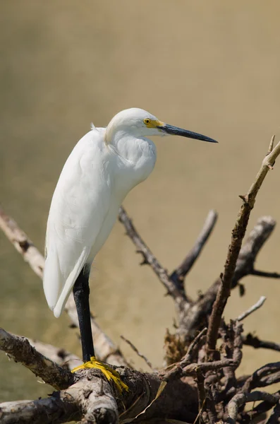 Silberreiher-Porträt — Stockfoto