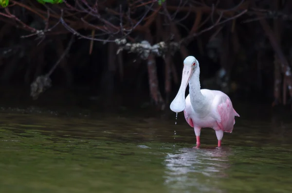 Colher de rosas (platalea ajaja) — Fotografia de Stock