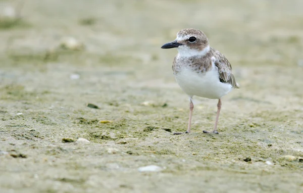 Wilsonova milenka (charadrius wilsonia) — Stock fotografie