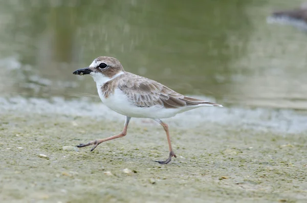 Wilsonova milenka (charadrius wilsonia) — Stock fotografie