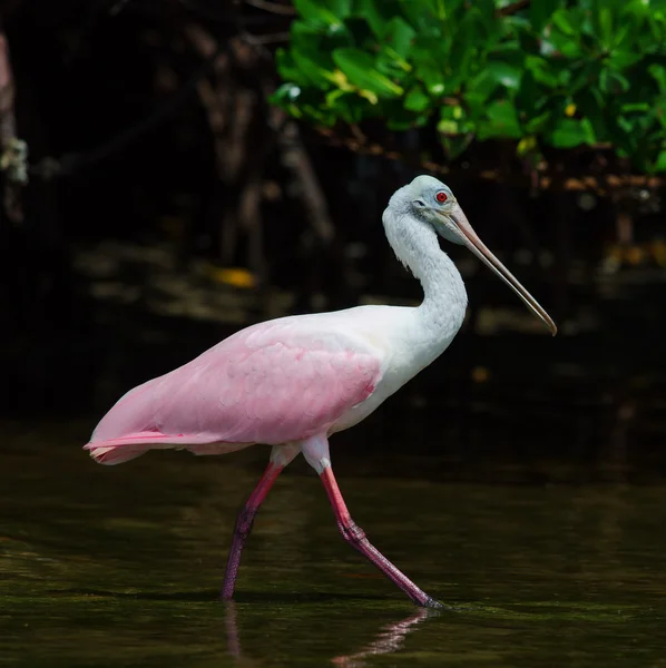 Skedstork stående tall — Stockfoto