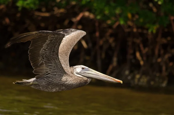 Kahverengi Pelikan — Stok fotoğraf
