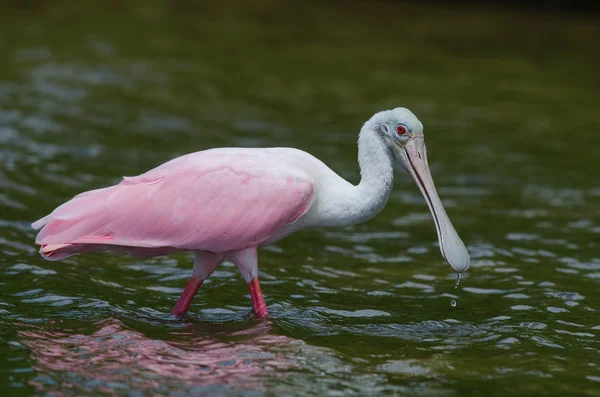 Rosentärna skedstork porträtt — Stockfoto