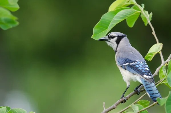 mavi alakarga yan görünüm
