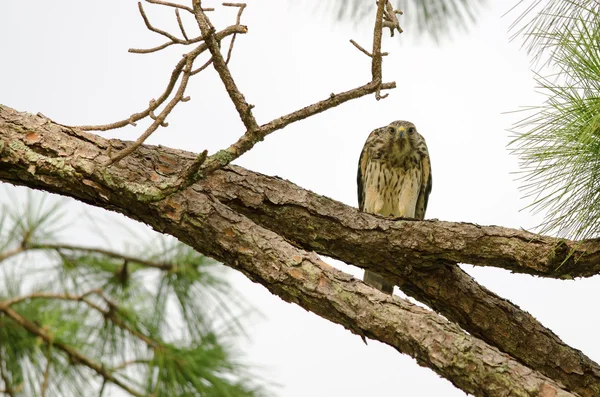 Stare down by bird of prey — Stock Photo, Image