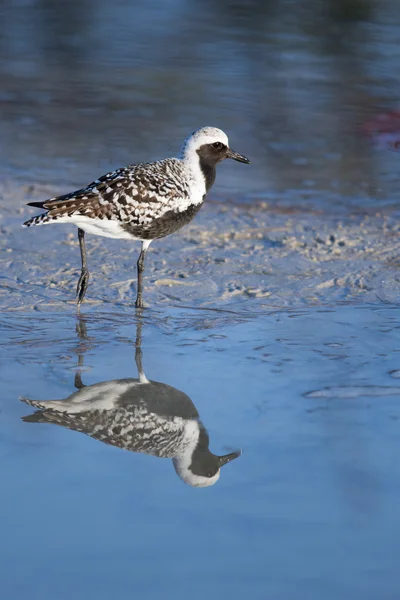 Black-bellied Plover on Beach — Stock Photo, Image