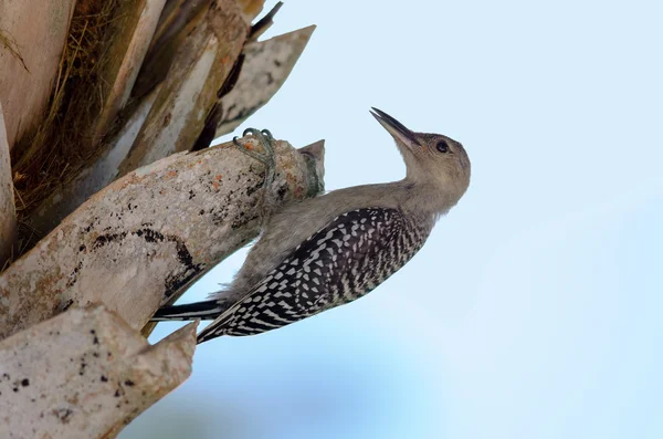 Juvenile Red-bellied Woodpecker — Stockfoto