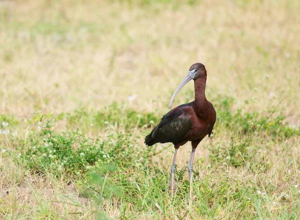 Hochglanzibis (plegadis falcinellus)) — Stockfoto