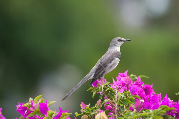 Noordelijke spotvogel (mimus polyglottos)) — Stockfoto