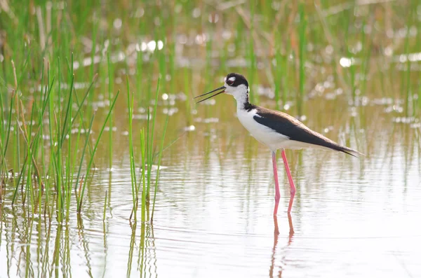 Tour de cou noir debout dans l'eau — Photo