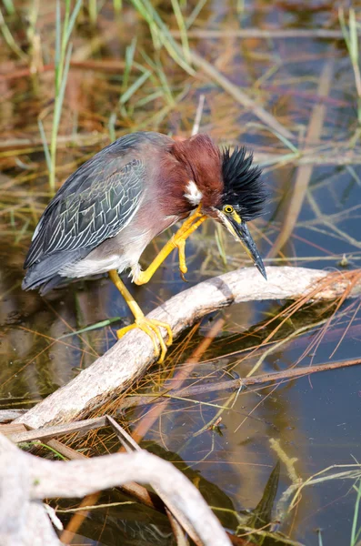 Green Heron Scratching — Stock Photo, Image