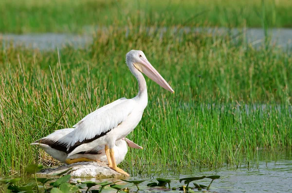 Pelicanos brancos americanos — Fotografia de Stock