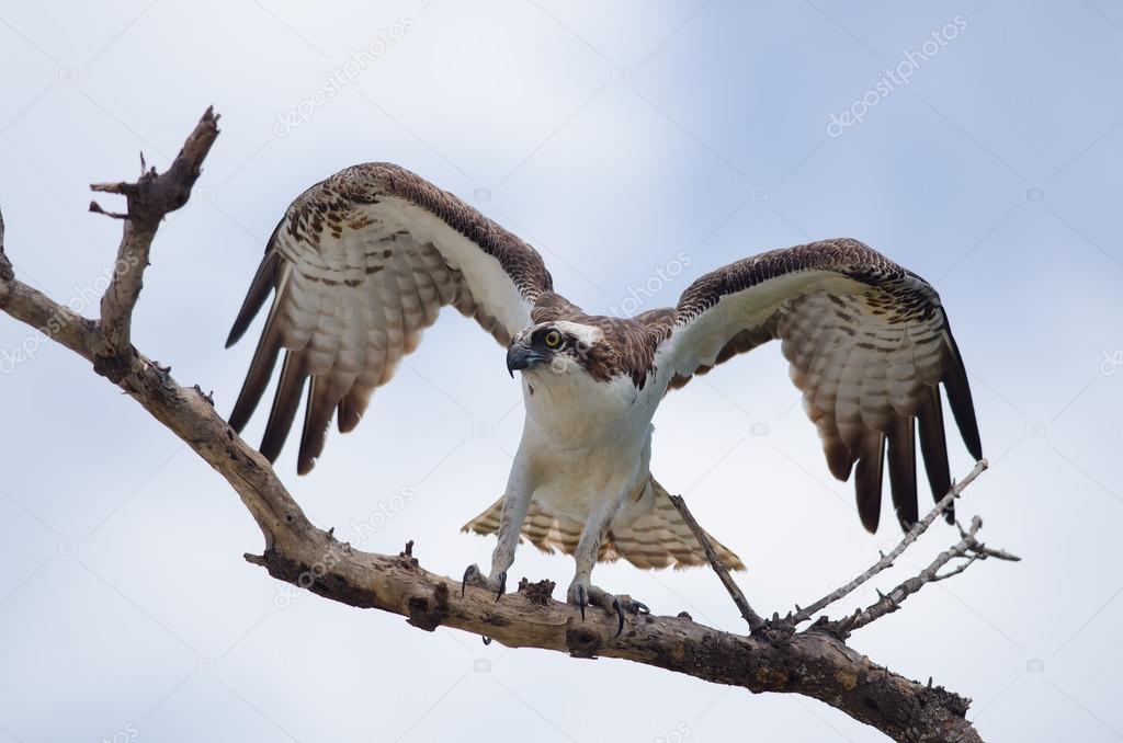 Osprey Wings up
