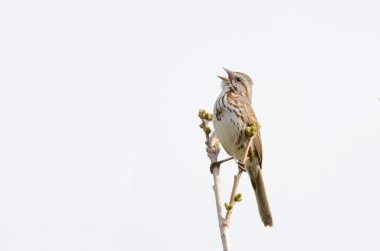 Song Sparrow singing clipart