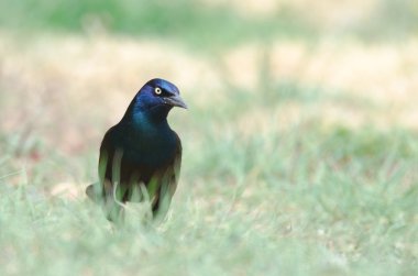 Common grackle clipart