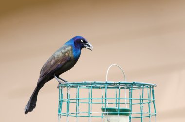 Grackle on cage clipart