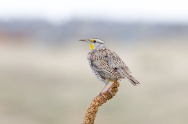 Batı meadowlark